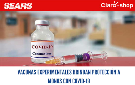 VacunasExperimentalesBrindanProteccionMonosCOVID 19